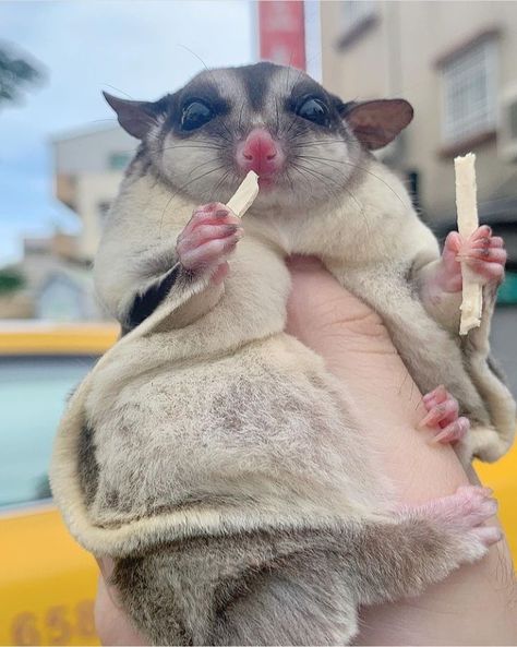 Sugar Glider Habitat, Sugar Glider Cute, Cute Sugar Glider, Sugar Glider Cage, Cute Animal Tattoos, Tattoo Nature, Baby Farm Animals, Sugar Gliders, Flying Squirrel