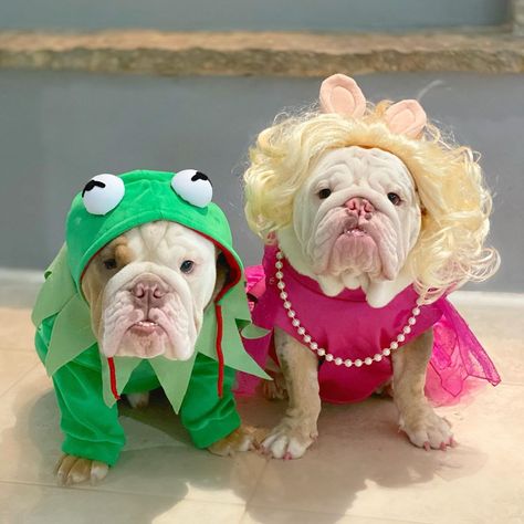 ʙᴏɴɴɪᴇ & ᴄʟʏᴅᴇ on Instagram: “In honor of all our Piggy friends, we wish you a very happy National Pig Day! 🐸 🐷 . . . . #bulldog #englishbulldog #kermit #misspiggy…” Kermit The Frog Costume, Miss Piggy And Kermit, National Pig Day, Bulldog Costume, Frog Costume, Muppet Babies, Real Dog, Bonnie Clyde, Miss Piggy