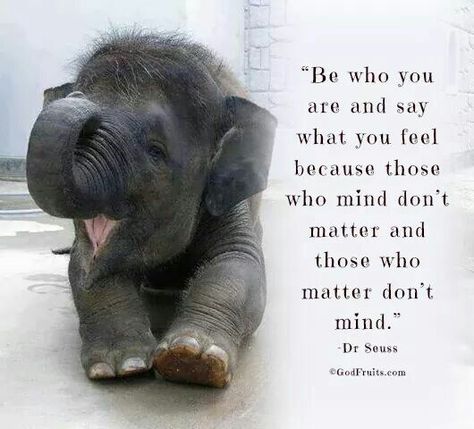 So cute! Elephant Quotes, Funny Elephant, Elephant Love, Elephant Lover, An Elephant, Animal Quotes, Baby Elephant, Wisdom Quotes