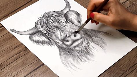 Today, I show you how to draw a highland cow head step by step. #cow_sketch #highland_cow #drawing #sketch #howtodraw How To Draw Highland Cow Easy, How To Draw Highland Cow, Highland Cow Sketch Easy, Highland Cow Printable Free, Highland Cattle Drawing, How To Draw A Highland Cow Step By Step, Highland Cow Drawing Easy Step By Step, Draw Highland Cow, How To Paint A Cow Step By Step