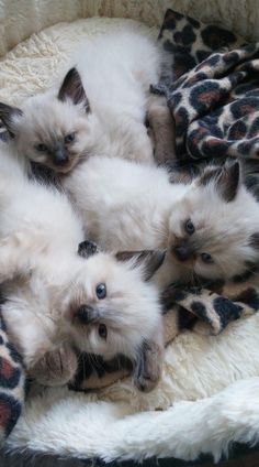 Cats For Sale Near Me, Ragdoll Cats And Kittens, Birman Cat Aesthetic, Ragdoll Kitten Aesthetic, Ragdoll Aesthetic, Ragdoll Cat Aesthetic, Ragdoll Cats For Sale, Aesthetic Cat Tattoo, Gato Ragdoll