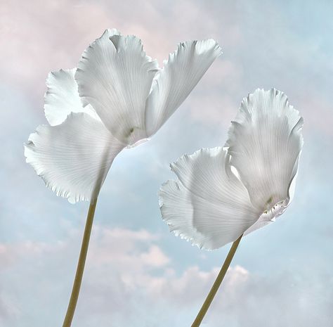 White Cyclamen White Cyclamen, Cyclamen Flower, Muted Palette, Pie In The Sky, Floral Photography, Winter Is Coming, Botanical Art, Honeycomb, White Flowers