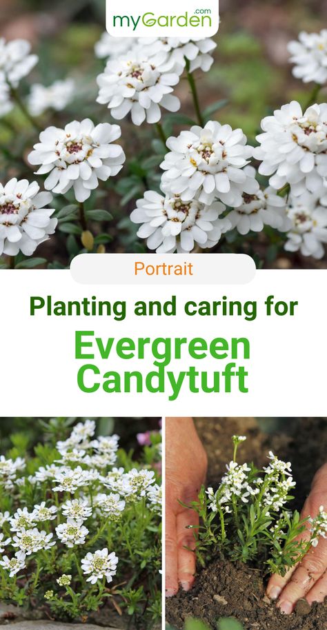 Evergreen Candytuft is an essential perennial that shines brightly in sunny locations. It needs stony to loamy soil and dry to moderately dry soil moisture. It is important that the candytuft gets sunny to scattered light and it is hardy! Learn here everything about this flower and how to care for it! #candytuft #flower #mygarden Candy Tuff Plant, Candytuft Landscape, Candy Tuft Plant, Evergreen Candytuft, Candytuft Flower, Terrace Planting, Summer Perennials, Well Garden, Loamy Soil