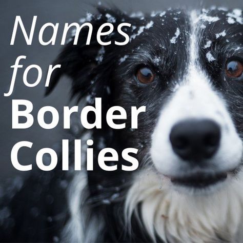 Border Collie Names Borador Dogs, Short Hair Border Collie, Short Haired Border Collie, Blue Border Collie, Border Collie Mix Puppies, Border Collie Herding, Border Collie Humor, Border Collie Names, Border Collie Colors