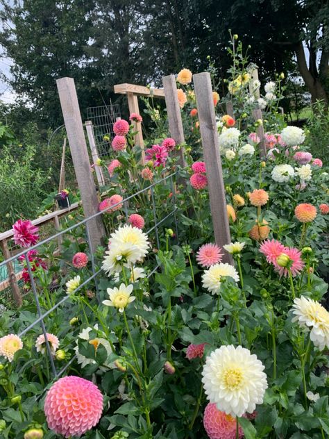 Dahlia Raised Bed, Dahlia Flower Garden Ideas, Dahlia Flower Bed, Garden Vision Board, Dahlia Farm, Dahlia Flower Garden, Backyard Flowers Garden, Gothic Flowers, Garden Goals