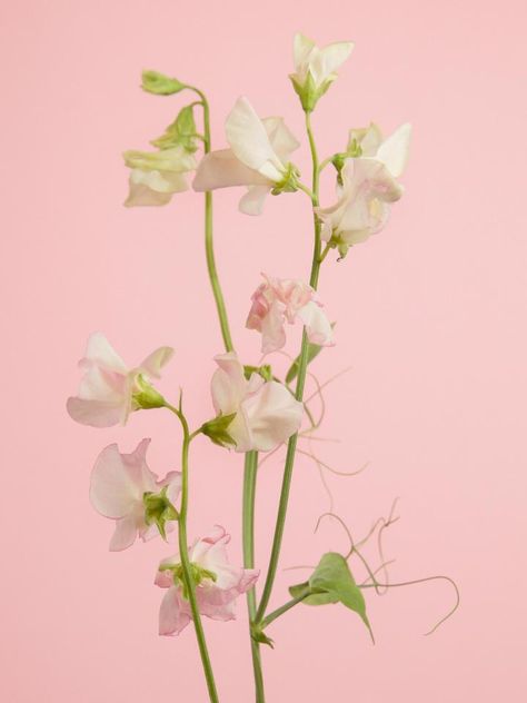 Sweet pea | Funny How Flowers Do That Sweet Pea Plant, White Gouache, Sweet Pea Flowers, Sweet Peas, Sweet Fragrances, Elegant Flowers, Delicate Flower, Sweet Pea, Anemone