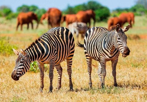 Tsavo is situated in Kenya’s south-west having enormous wilderness area that has been separated into Tsavo West and Tsavo East National Parks. The two combined form Kenya’s largest park at 22,000 km² (13,671 miles) and is famed to be one of the world’s biggest wildlife sanctuaries. Safari In Africa, Mombasa Kenya, Herd Of Elephants, The Big Five, Kenya Safari, Tanzania Safari, Serengeti National Park, Wildlife Safari, Safari Tour