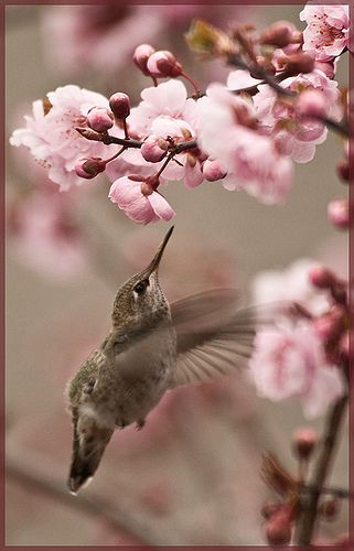 Hummingbird - and Cherry Blossom   - Colors:  Pink, Brown Deco Rose, Country Scenes, Deco Floral, All Birds, Pretty Birds, Little Birds, Small Birds, Color Wheel, Bird Watching