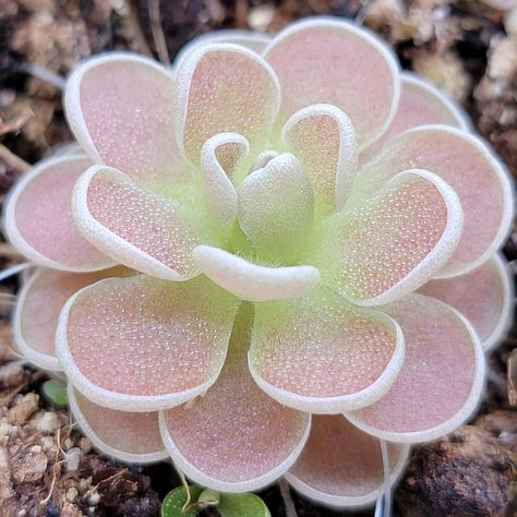 Pinguicula sp. "Minas des Asbestos" in the 📸. Our VFT are also coming back strong and beautiful. Happy growing 🌈 ���😊. . . . www.rainbowcarnivorousplants.com . . . https://linktr.ee/rainbowcarnivorousplants . . . #rainbowcarnivorousplants #pinguicula #cephalotus #sarracenia #carnivorousplant #flowers #plants #terrarium #carnivorousplantclub #plant #dionaea #carnivorousplantsofinstagram #greenhouse #carnivorousplantsociety #sundew #pitcherplant #plantparenthood #carnivoroustagram #plantlover #p... Sundew Plant, Plants Terrarium, Terrarium Tank, Plant Fungus, Inspiration Images, Pitcher Plant, Plant Aesthetic, Carnivorous Plants, Pretty Plants