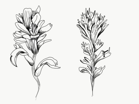 Paintbrush Sketch, Indian Paintbrush Tattoo, Flower Drawing Tattoo, Paintbrush Flower, Indian Paint Brush, Paintbrush Tattoo, Indian Paintbrush Flowers, Jordan Tattoo, Indian Feather Tattoos