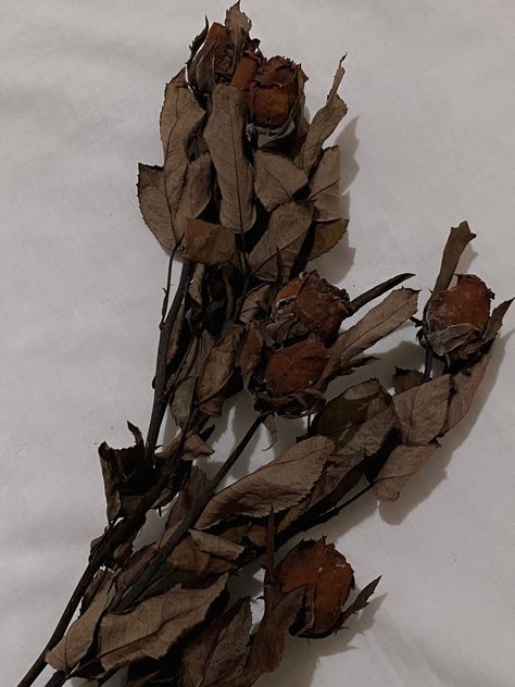 Amidst the fragility of time, dried roses whisper tales of love that never withers.
#roses Dried Rose Aesthetic, Dried Roses Aesthetic, Dried Red Roses, Planning 2024, Dead Flowers, Dry Rose, Morally Grey, Dried Roses, Drying Roses