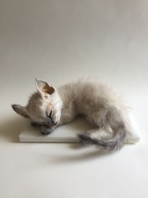 Taxidermy Kitten by Precious Creature Taxidermy Cat Taxidermy, Beautiful Taxidermy, Taxidermy Art, Vulture Culture, Natural Curiosities, Skull Art, Taxidermy, Cats And Kittens, Graphic Art