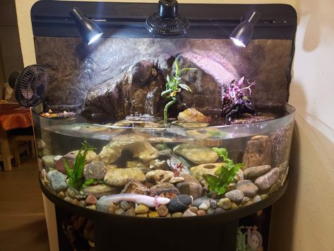 Axolotl Enclosure, Axolotl Tank, Aquascape Ideas, Aquarium Architecture, Fish Tank Themes, Pretty Fish, Tanked Aquariums, Fish Tanks, Interior Inspo