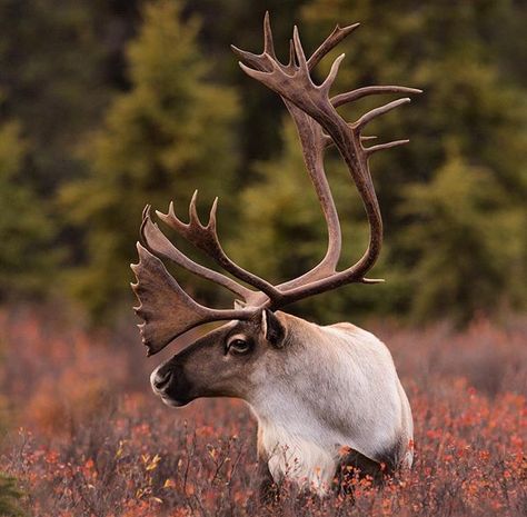 Large Bull Caribou in colorful Alaskan Autumn Caribou Animal, Caribou Hunting, Bright Fall Colors, Wild Animals Photography, Denali National Park, Arte Animal, Large Animals, Animal Planet, Wildlife Art