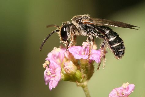 Lipotriches sp. bee pollinating flowers Tarantula Hawk, Pollinating Flowers, Black And White Bee, Fire Ant, Pain Scale, Fire Ants, Bee On Flower, Iphone Wallpaper Girly, Garden Pests