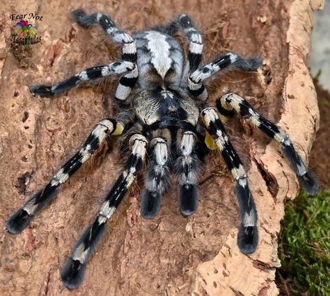 Pet Spider, Beautiful Creatures, Pet, Animals