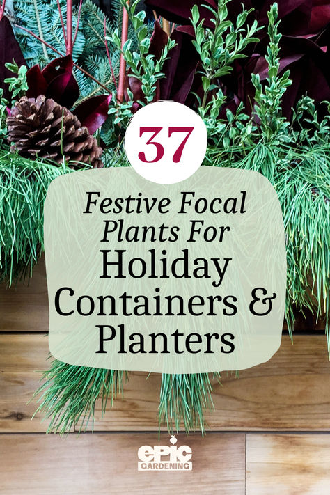 Wood planter box with pine leaves, cones and other holiday looking plants Christmas Container Ideas, Winter Container Plants, Airplane Plant, Twig Dogwood, Holiday Bowl, Holiday Planter, Winter Gardening, Houseplant Care, Potted Plants Outdoor