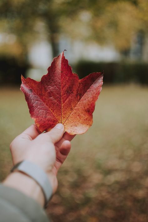 100+ Breathtaking Canada Photos · Pexels · Free Stock Photos Immigration Consultant, Immigration Canada, Canada Immigration, Canada Photos, Moving To Canada, Happy Canada Day, Visit Canada, House Sitting, Explore Canada