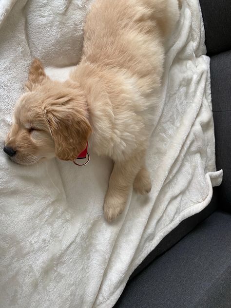 Golden Retriever Sleeping, Sleeping On Back, Puppy Sleeping, Sleeping Puppies, Golden Retriever Puppy, Retriever Puppy, Sleeping Dogs, Cute Puppy, Cute Puppies