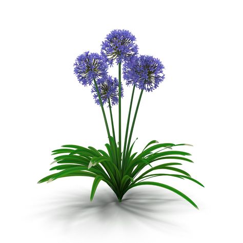 Agapanthus Africanus flower #model#detailed#Highly#flowers Agapanthus Garden, Agapanthus Africanus, 10 Amazing Facts, African Lily, Evergreen Bush, Wordpress Theme Portfolio, Garden Clipart, Healthy Garden, Photoshop Backgrounds