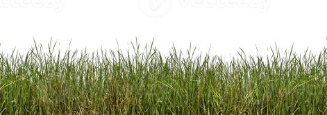 Grass Photoshop, Grass Clipart, Grass Vector, Architecture Mapping, Wild Grasses, Perspective Drawing Architecture, Grass Pattern, Grasses Landscaping, Wild Grass