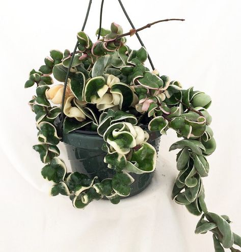 Variegated Hindu Rope 6 Hanging Basket Hoya by HirtsGardens Hoya Compacta, Pet Friendly Plants, Hindu Rope Plant, Indoor Tropical Plants, Grow House, Rope Plant, Indoor Planting, Hoya Plant, Plant Friends