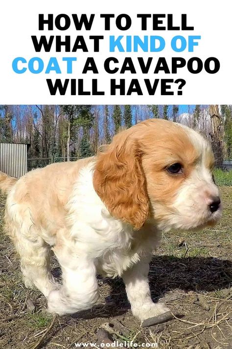 How To Tell What Coat Your Cavapoo Will Have - Oodle Life Cavapoo Full Grown, Black Cavapoo, Black Cockapoo, Cavapoo Dogs, Poodle Hair, Cavapoo Puppies For Sale, Bernedoodle Puppy, Puppy Cut, Cavapoo Puppies