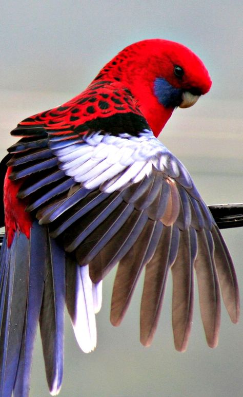 red white blue parrot ✿⊱╮ Kinds Of Birds, Parakeets, Australian Birds, Nature Birds, White Bird, All Birds, Exotic Birds, Pretty Birds, Colorful Birds