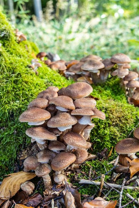 Honey Fungus mushrooms grow in the autumn forest stock photos Mushroom Nature, Mushroom Images, Autumn Forest, Stuffed Mushrooms, Honey, Stock Images, Medical, Forest, Stock Photos