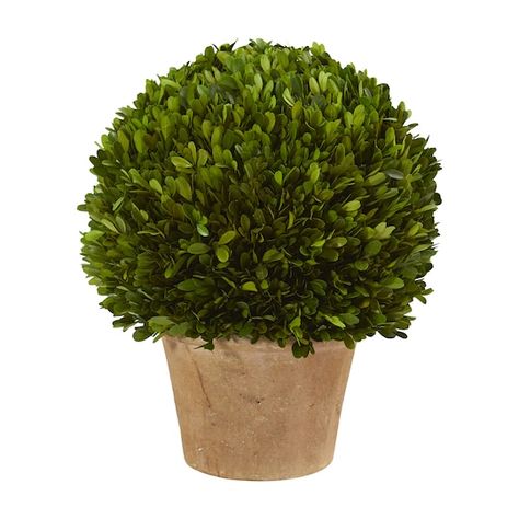 Boxwood Plant, Boxwood Balls, Preserved Boxwood, Artificial Plants And Trees, Boxwood Topiary, Office Entrance, Topiary Trees, Silk Plants, Potted Trees