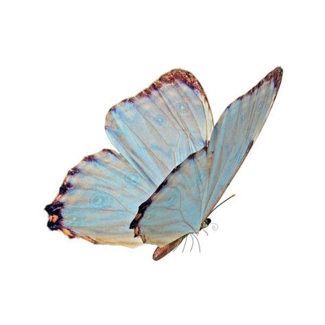 الفن الرقمي, Png Aesthetic, Soyut Sanat Tabloları, Butterfly Wallpaper, Cat Stickers, Pics Art, Aesthetic Stickers, Blue Butterfly, Blue Aesthetic