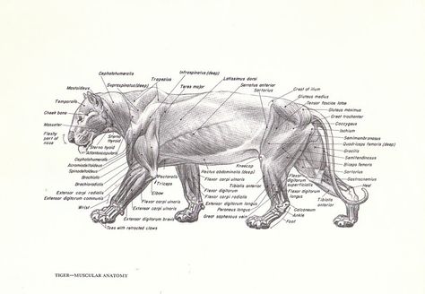 Tiger Muscles, Tiger Anatomy, Lion Anatomy, Muscular Anatomy, Creature Anatomy, Feline Anatomy, Sabertooth Tiger, Cat Anatomy, Animal Skeletons