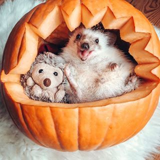 The World’s Cutest Adventurers (@mr.pokee) • Instagram photos and videos Hamster Pumpkin, Hedgehog Pumpkin, Pygmy Hedgehog, Angel Babies, Pumpkin Photos, Between Friends, Big Animals, Cute Hedgehog, Funny Dog Pictures