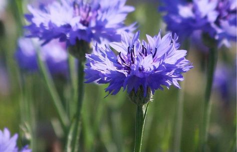 Learn about the traditional uses, health benefits, dosages, active ingredients and side effects of the medicinal herb cornflower (Centaurea cyanus) Bachelor Button Flowers, Improving Digestion, Hanging Craft Ideas, Natural Alternatives, Bachelor Buttons, Blue Corn, Hanging Craft, Paper Wall Hanging, New Paper