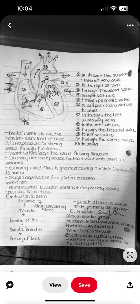 Nurse Notes Aesthetic, Nurse Study, Medical Notes, Heart Valves, Nurse Study Notes, Coronary Arteries, Pretty Notes, Nursing Study, Nursing Notes