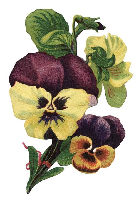 Vintage Garden Pansy Flower Picture – Click for printable image @ Vintage Fangirl Flower Garden Plans, Vintage Fan, Garden Labels, Vintage Gardening, Flower Picture, Pansy Flower, Formal Garden, Vintage Picture, Pansies Flowers