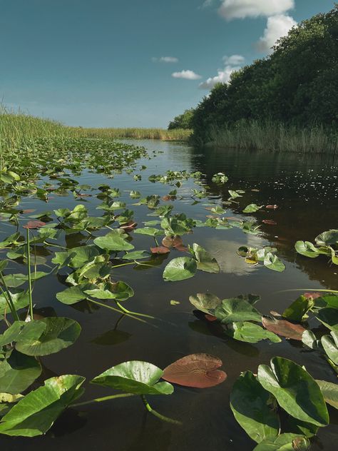 Taylor Swift Bon Iver, Florida Aesthetic, Florida Everglades, Everglades Florida, Sea To Shining Sea, Bon Iver, What Am I, Legend Of Korra, The Last Airbender