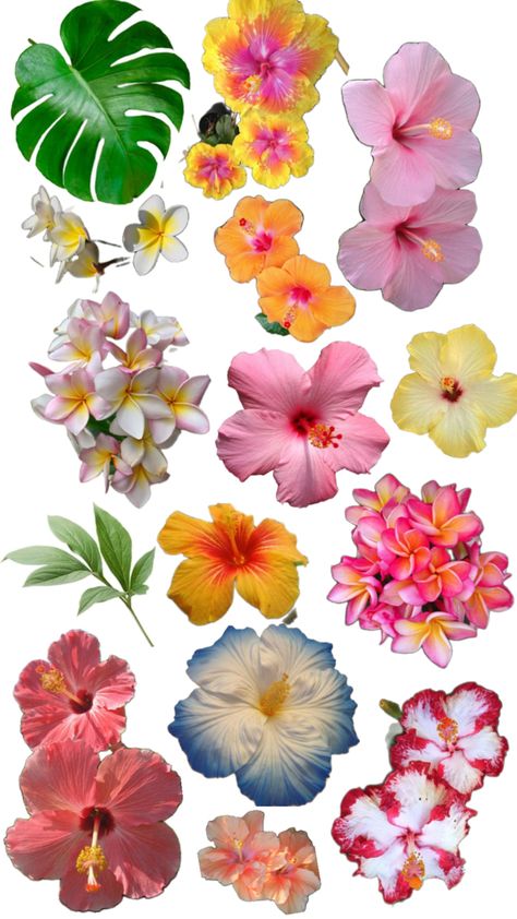 Hawaii Flowers Wallpaper, Hibiscus Background, Hawaii Flowers, Scrapbook Printing, Flower Collage, Flower Icons, Scrapbook Book, Nothing But Flowers, Scrapbook Stickers Printable