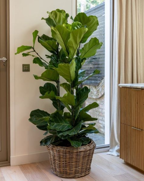 Fiddle-Leaf Fig Bush, Ficus Lyrata Fig Bush, Balcony Shade, Evergreen Bush, Indoor Trees, Ficus Lyrata, Small Shrubs, Potted Houseplants, Break Up, Fiddle Leaf