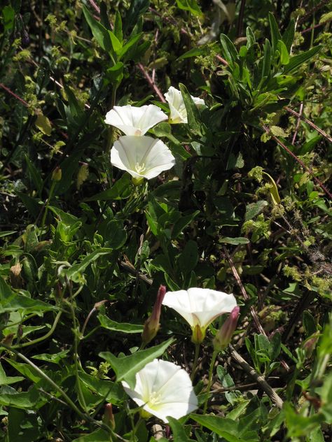 Wild Morning Glory | Nature Collective White Morning Glory, Vintage Morning Glory Illustration, Morning Glory Vegetable, Bush Morning Glory, Morning Glory Heavenly Blue, Morning Glory Vine, Morning Glory Flowers, Seed Germination, Plant Guide