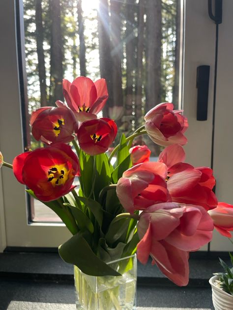 Tulips, fresh flowers, sunlight, bouquet, Easter flowers, pink, red beautiful. Fresh Tulips, The Redwoods, Tulips, The Sun, Sun, Flowers, Floral