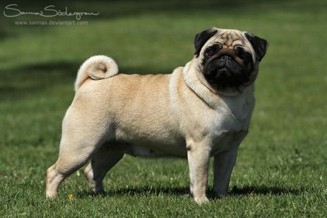 FAWN Pug by SaNNaS Gomez Palacio, Fawn Pug, Animal Advocacy, Purebred Dogs, Pug Puppies, Mixed Breed Dogs, Mixed Breed, Mans Best Friend, Dog Toys