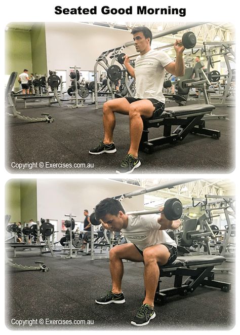 Seated Good Morning Exercise, Seated Good Morning, Squat Form With Bar, Barbell Squat Form, Correct Deadlift Form, Workout Types, Seated Leg Curl, Back Exercise, Squat Bench Deadlift