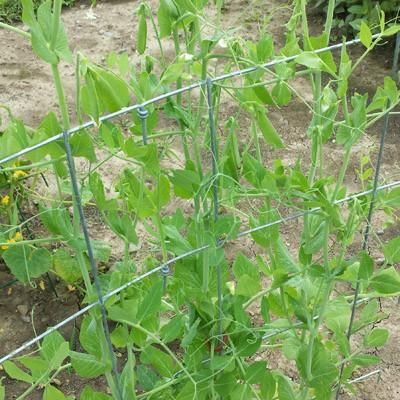 folding pea trellis - Harris Seeds Plant Fence, Ranch Garden, Standing Garden, Pea Plants, Bean Trellis, Vegetable Trellis, Pea Trellis, Panel Fence, Garden Plant Supports