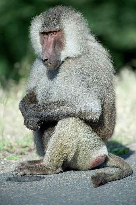 Vervet Monkey, Baboon, Monkeys, Animals, Red, White, Quick Saves, Nature