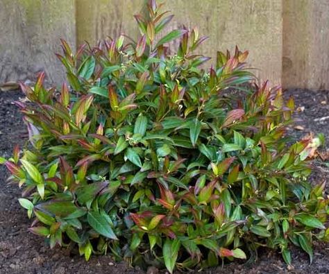 Deer Resistant Shrubs, Flowers For Beginners, Tools Tattoo, Shrubs For Landscaping, Broadleaf Evergreen, Shade Shrubs, Small Shrubs, Front Landscaping, Border Plants