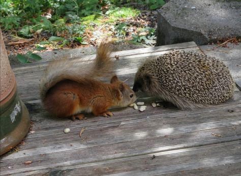 Squirrel And Hedgehog, Lovely Animals, Forest Creatures, Animal Pics, Heart Beat, Animal Faces, Natural Living, Koala Bear, Chipmunks