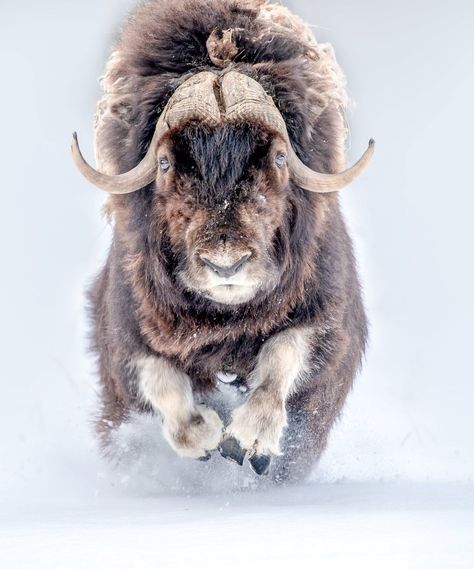 Musk Ox, Interesting Animals, Weird Animals, Large Animals, Animal Planet, Animal Photo, Creature Design, Ox, Animals Beautiful