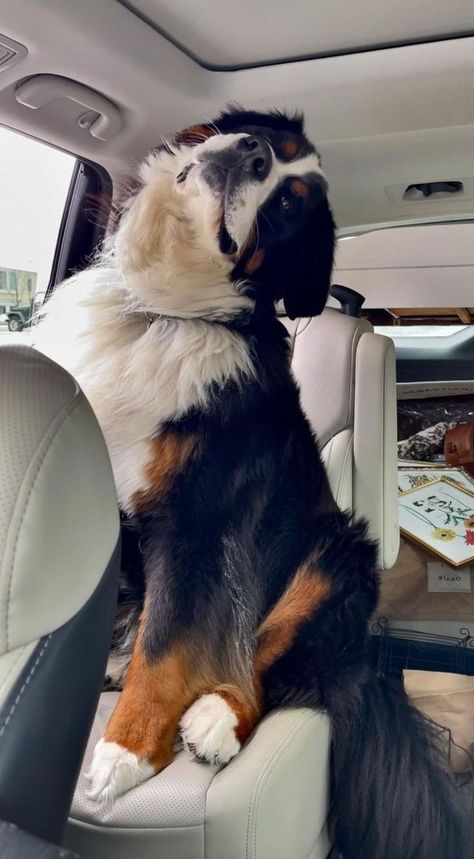 Wholesome Dog, Bernese Dog, Largest Dog, Pretty Dogs, Best Dog Breeds, Pretty Animals, Cute Animals Images, Mountain Dog, Large Dog Breeds