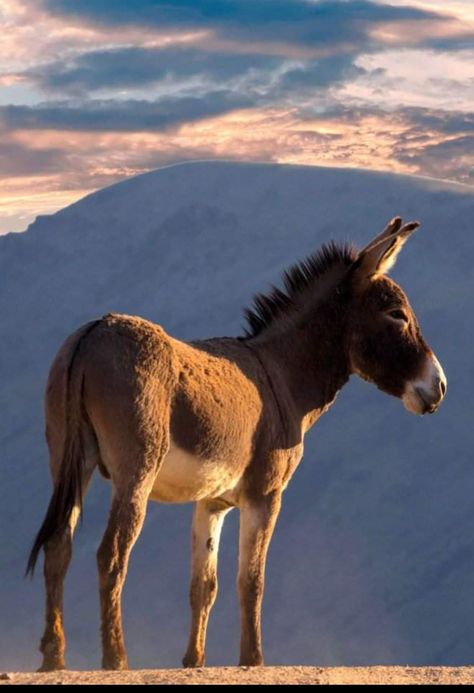 Donkey Reference, Happy Animals Smiling, Donkey Photography, Smiling Animals, Baby Donkey, Carnival Of The Animals, Cute Donkey, Back Pictures, Animal Facts